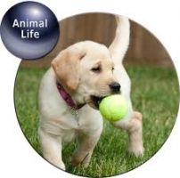 Топик Animal Life - Животный мир