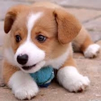 Топик My Hobby - My Pets - Мое хобби - это домашние питомцы
